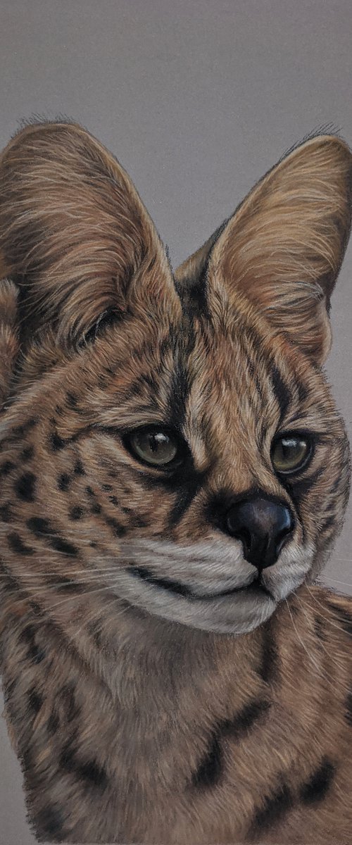 Serval cat by Tatjana Bril