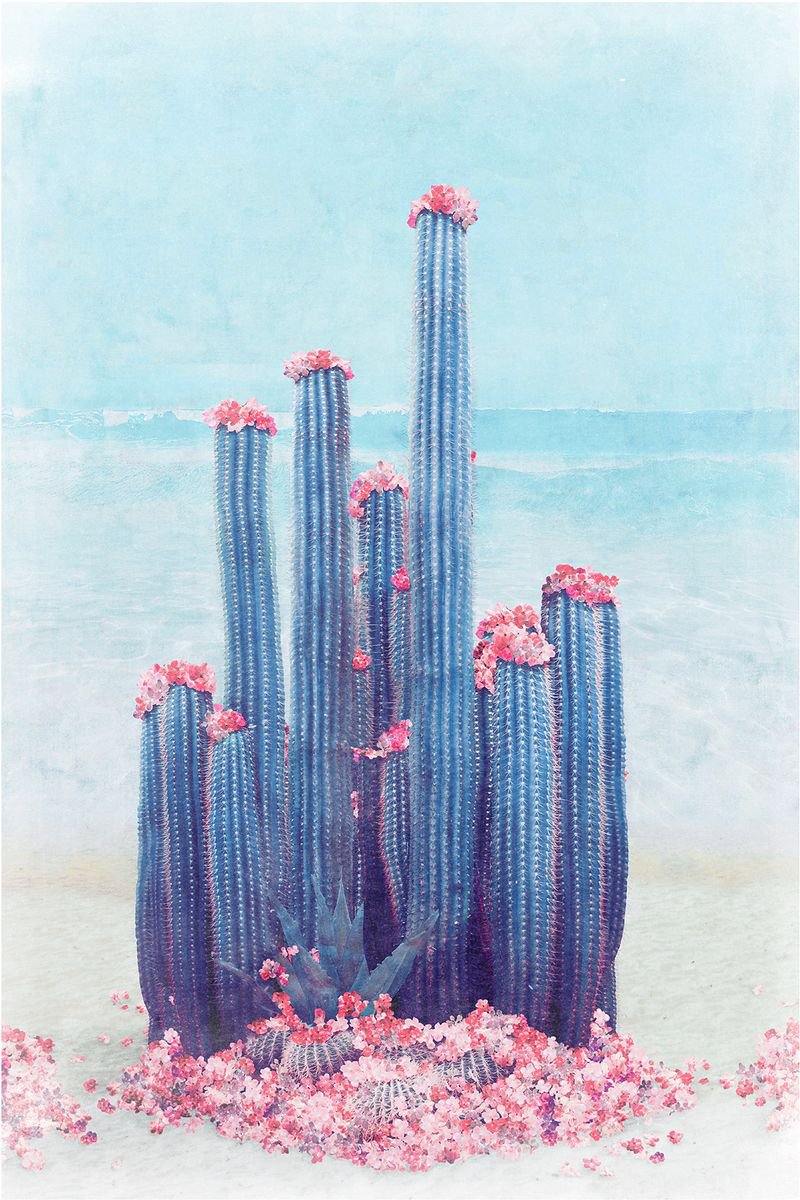 Surrealistic Photograph , Cactus Beach By Nadia Attura, 20 X 28, Artwork For Sale On Artfinder