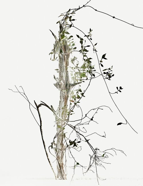 White Light#024- Climbing star jasmine, trees- by Keiichiro Muramatsu