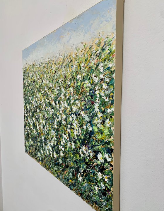 Field of white daisies