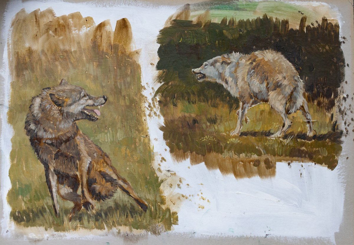 Wolfes. Oil painting sketch. by Fefa Koroleva