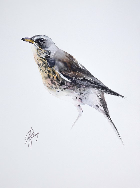 Fieldfare 2