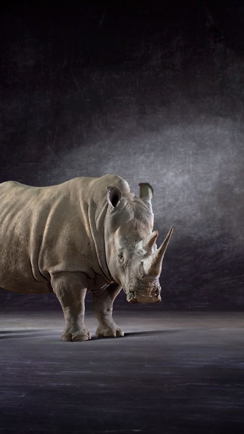 White Rhino by Lindsay Robertson