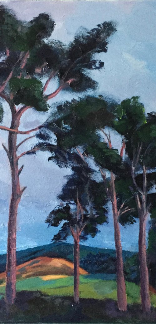 'Scots Pine trees near Moffat, Scottish Borders' by Stephen Howard Harrison