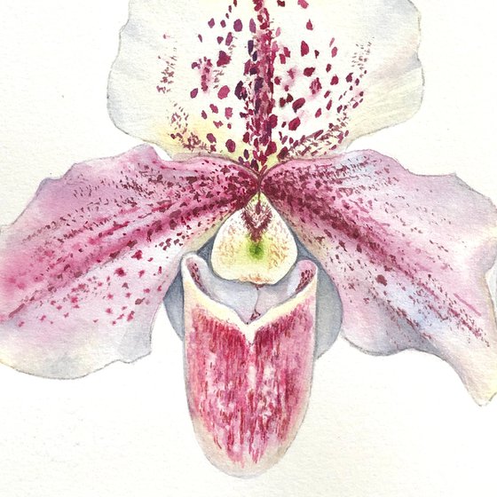 Two orchids. A series of original watercolour artwork.