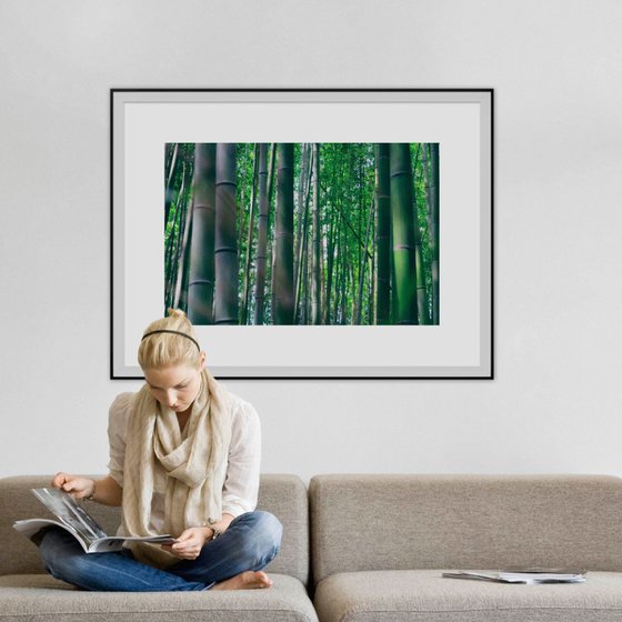 Bamboo Forest #3