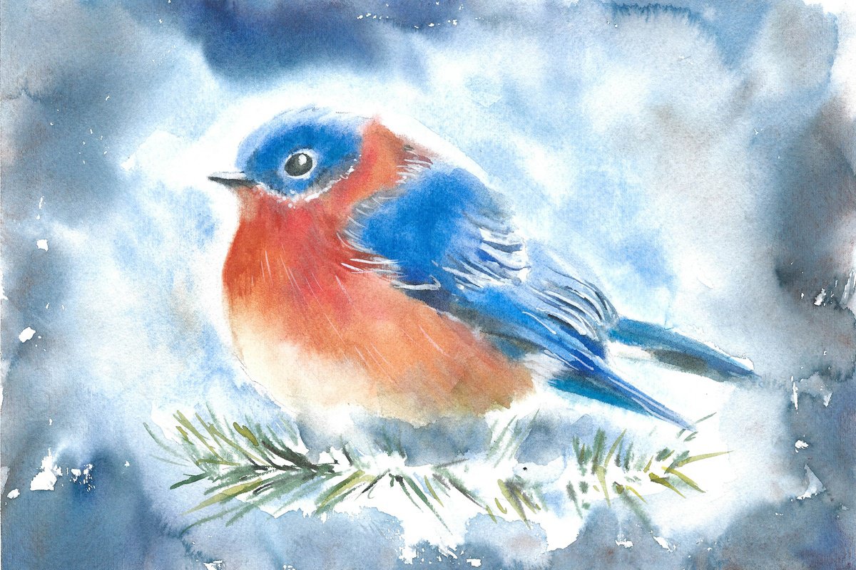 Watercolor robin bird on a fir tree branch. Blue snowy background. Winter illustration. by Tanya Amos