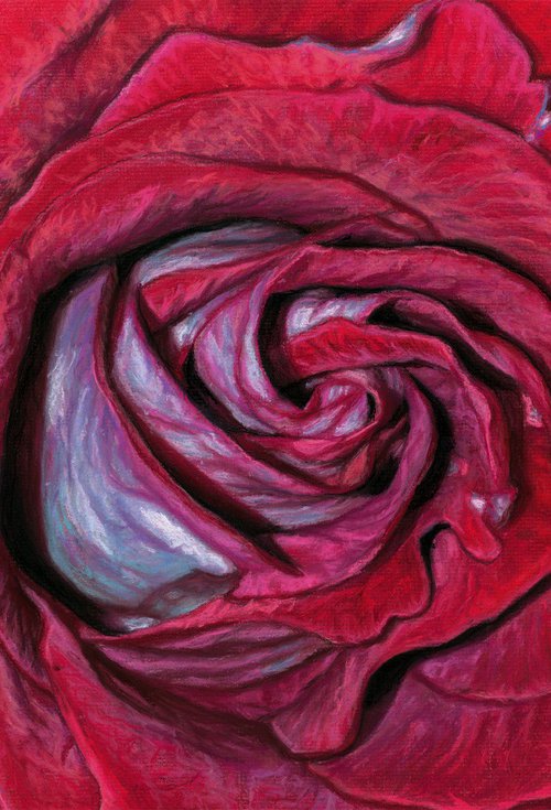 Rose Petals by Melissa Tobia
