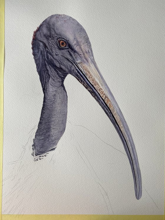 Sacred Ibis, bird portrait