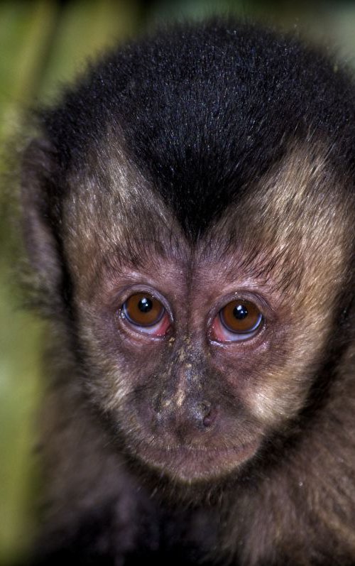 Rainforest Monkey by Marc Ehrenbold