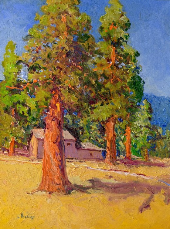 Sequoia Forest, Sunny Day
