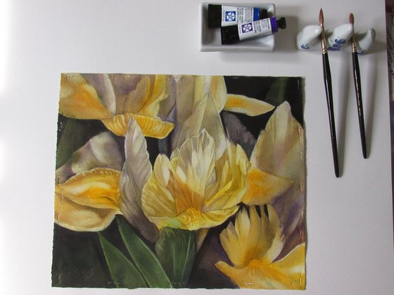 yellow dutch irises