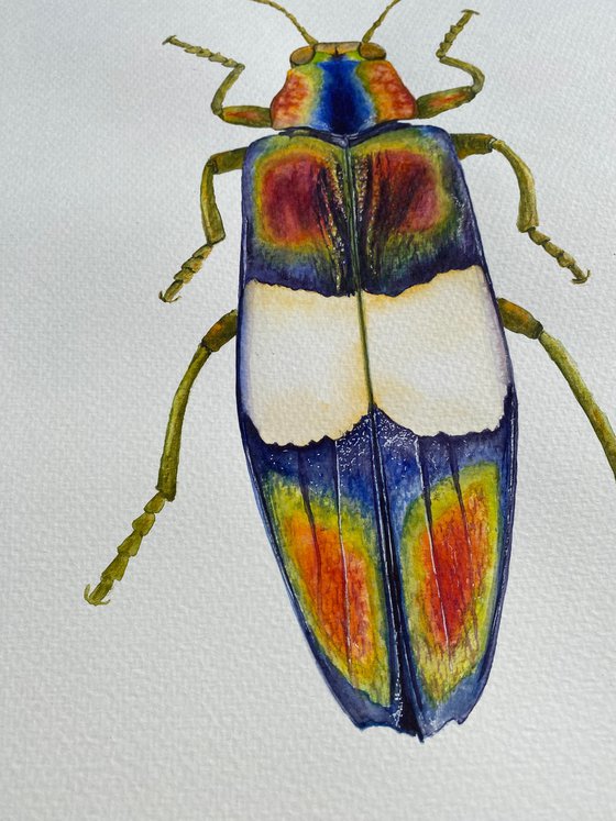 Radiant Majesty: Chrysochroa Edwardsi Beetle 2