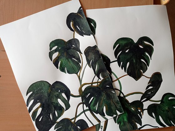 Monstera -2