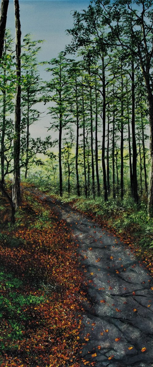 Forest Walk. by Hazel Thomson