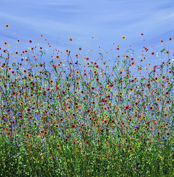 Wild Poppy Meadows