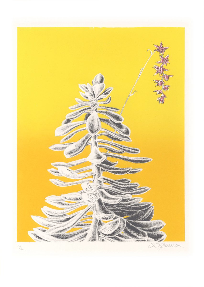 Illustrative Botanical Screenprint By Louise Boulton, 11 X 17", Echeveria, Original Artwork