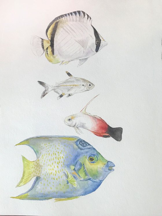 Four Fish Original Watercolor