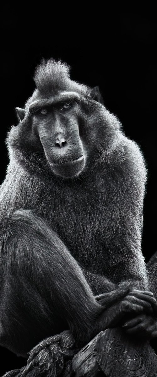 SULAWESI BLACK CRESTED MACAQUE Monkey by Paul Nash