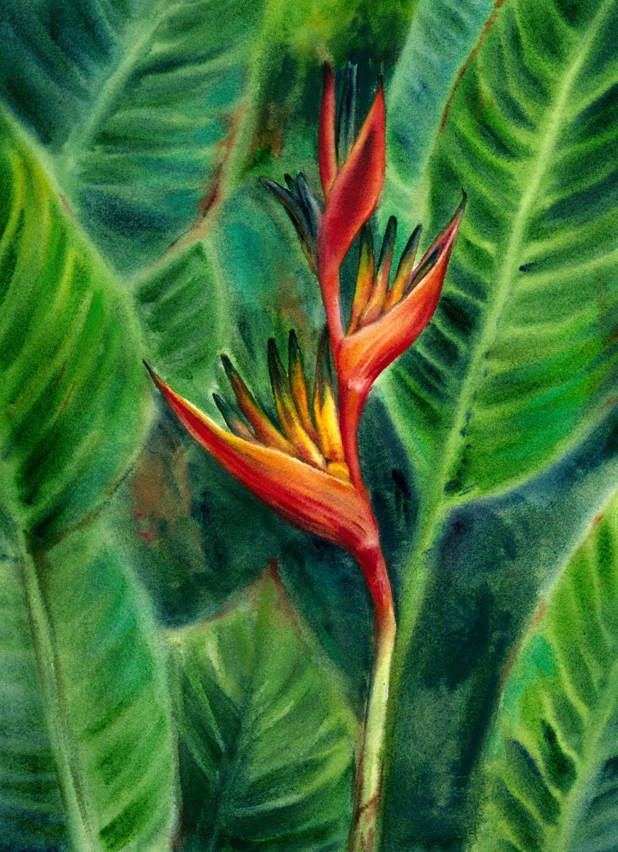 Impressionistic Watercolour , Strelitzia By Maryna Boiko, 12 X 16, Artwork For Sale On Artfinder