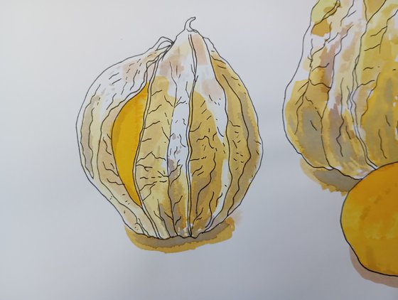 Physalis