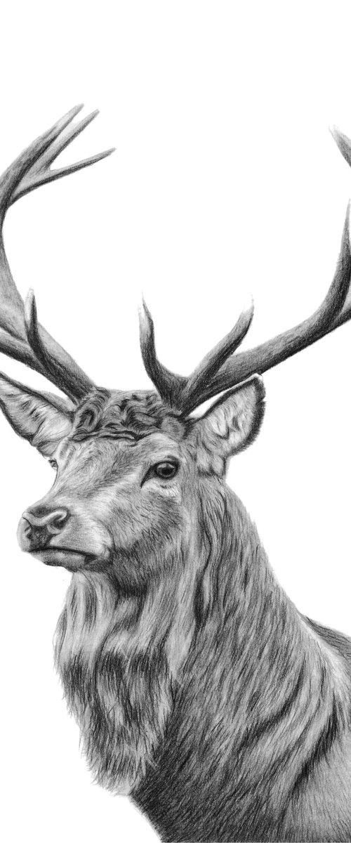 Red Stag by Sulkers Art