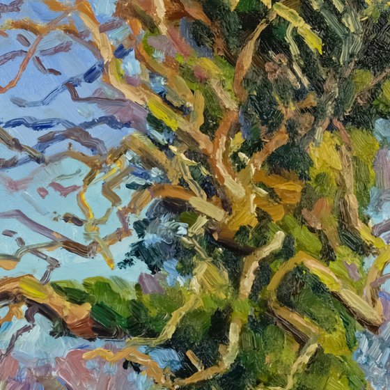 Shadow of the Oak