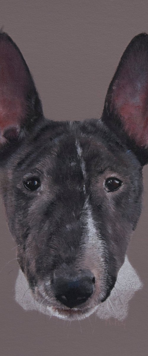 Bull Terrier Portrait by Matt Foy