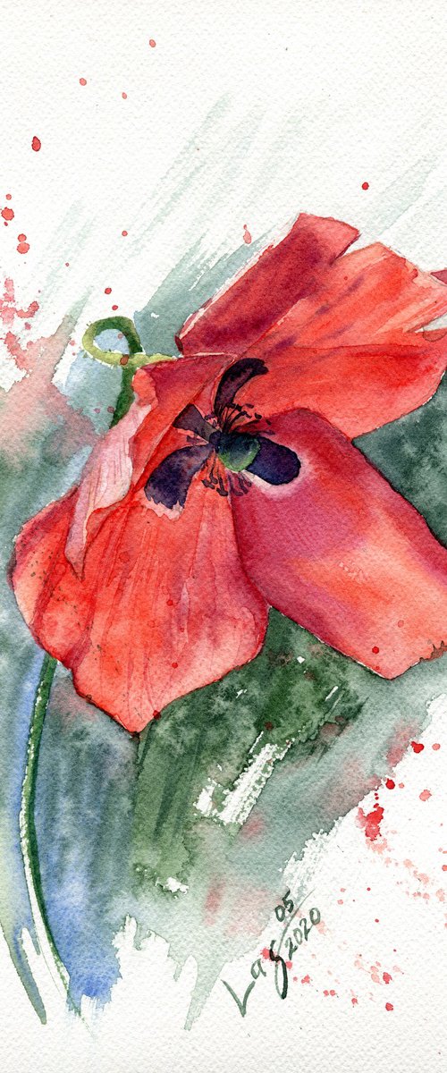 Red field poppy by SVITLANA LAGUTINA