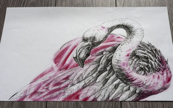 Flamingo v.01