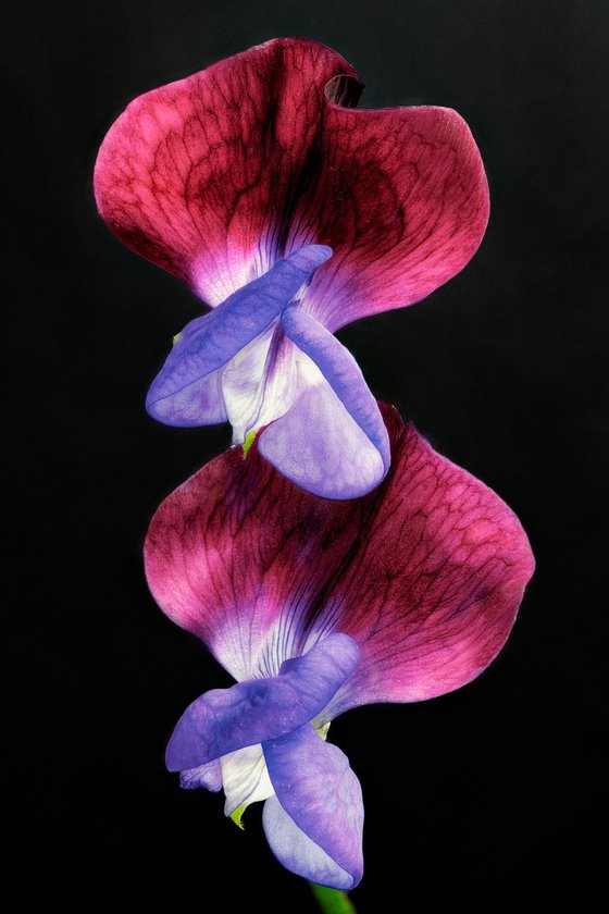 SWEET PEAS - studio edition