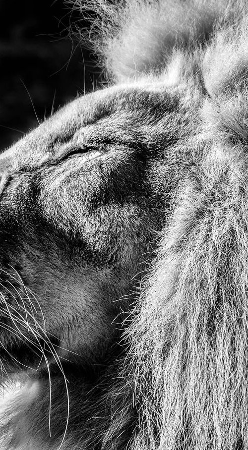 Lion King 1/10 by Jure Kralj