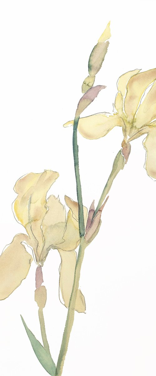 Iris No. 186 by Elizabeth Becker