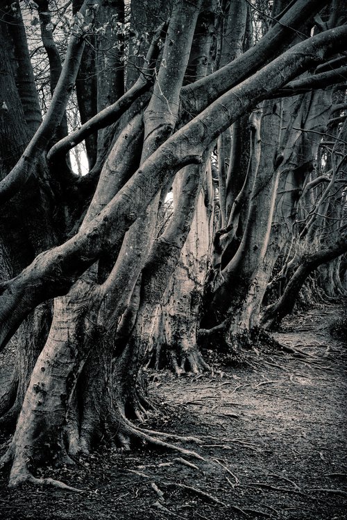 The Dark trees by Martin  Fry