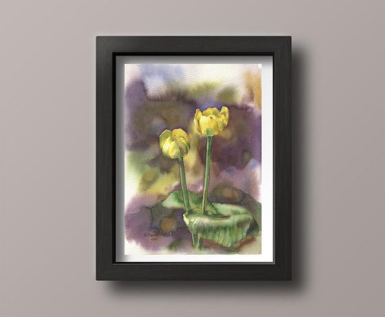 Ukrainian watercolour. Nuphar lutea, yellow jugs