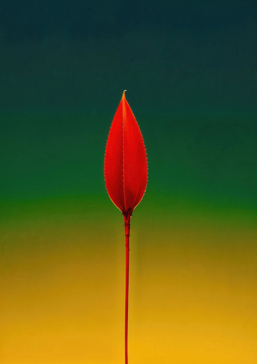 Photorealistic Botanical Photograph By Richard Gibson, 13 X 16", Floral Expressionism Viii, Original Artwork