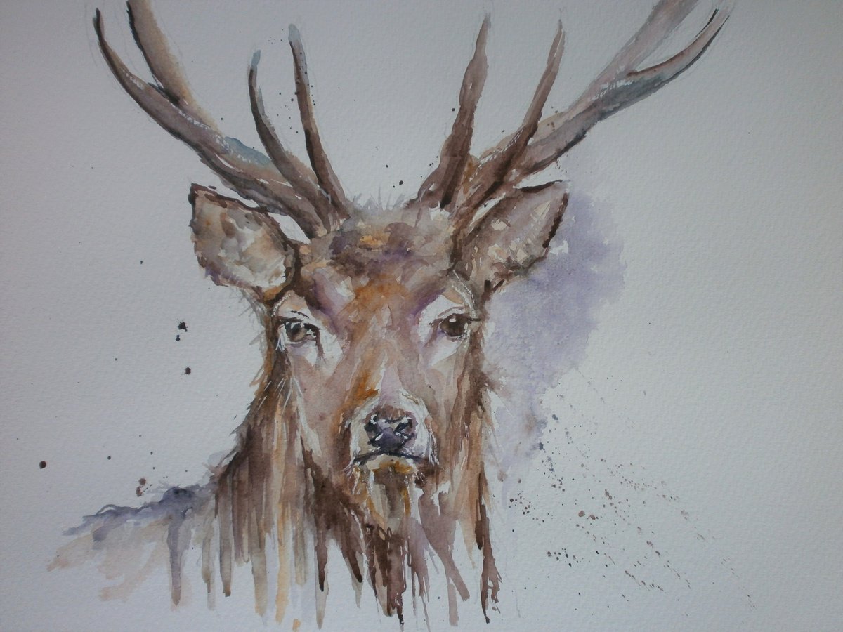 Stag by Sue  Green