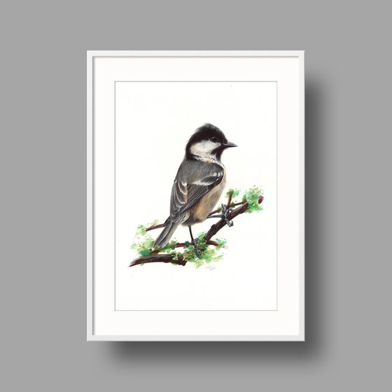 Coal Tit - Little Bird Portrait