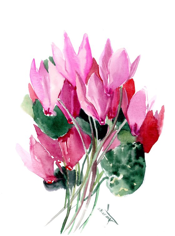 Cyclamen Flowers