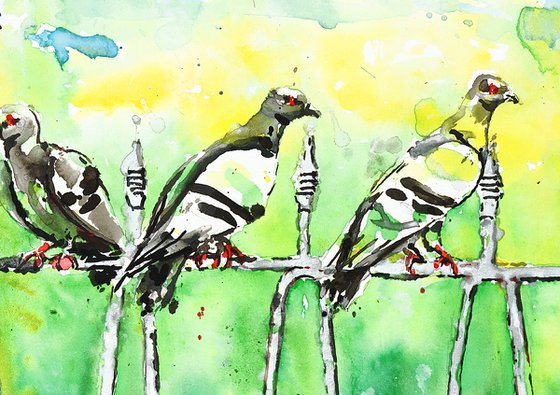 Pigeons