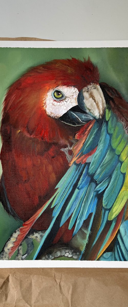 Red parrot by Myroslava Denysyuk