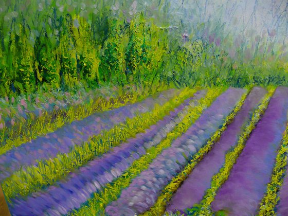 Lavender Fields