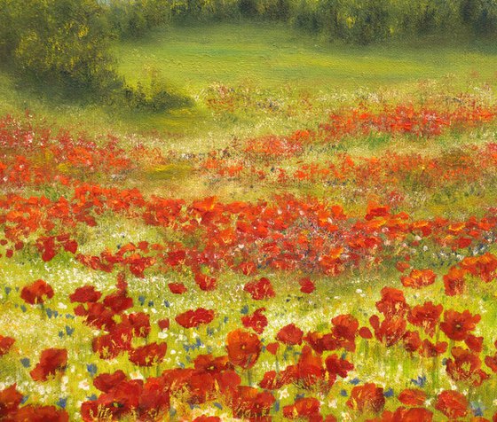 Poppy field