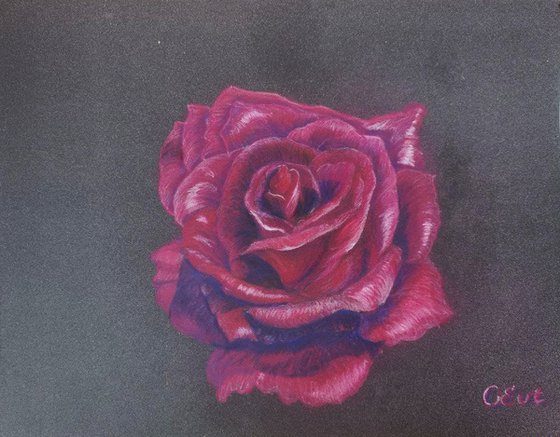 Perfect velvet burgundy rose.  24x18 cm. Plein Air. Perfetta rosa bordeaux vellutata