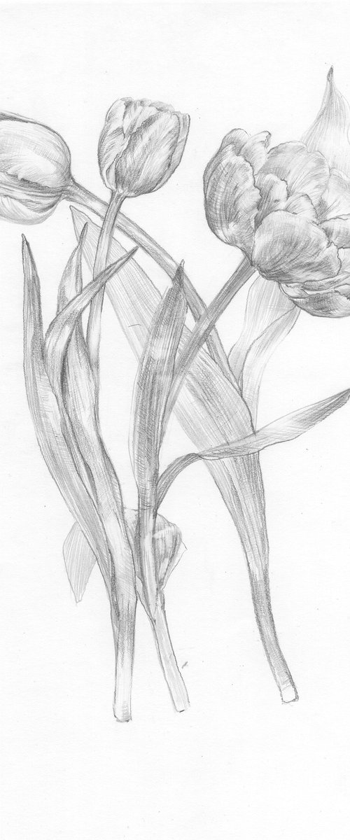 Birtday tulps by Vassa Ponomarjova