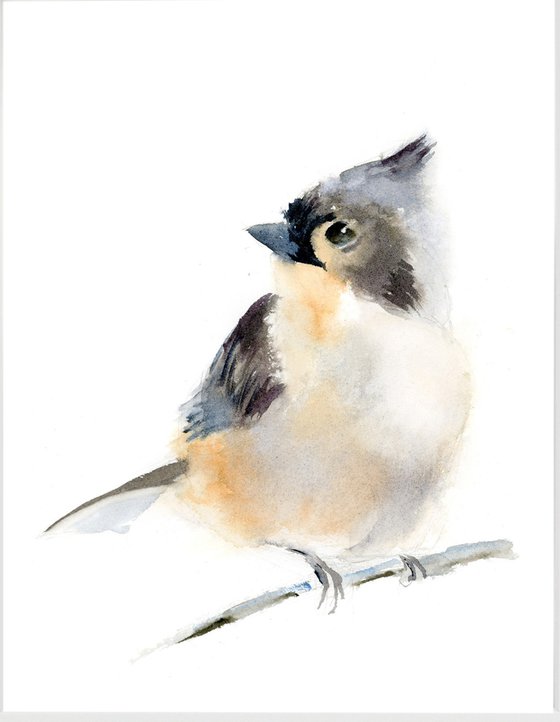 Tufted titmouse