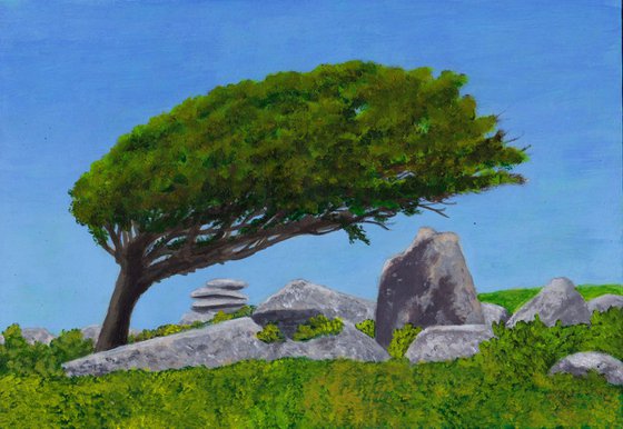 "Windswept tree, Bodmin Moor"