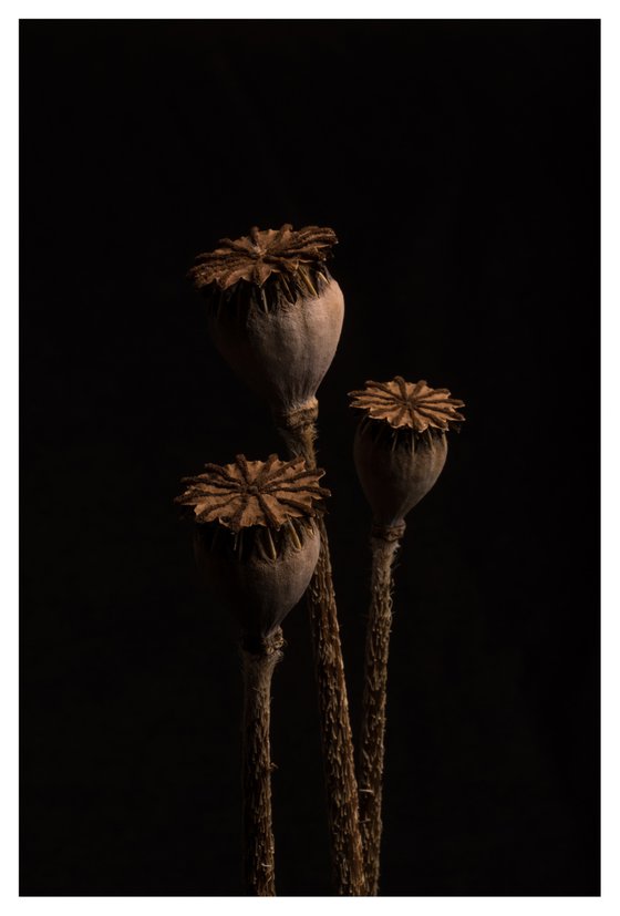 Poppy Heads - Small unframed