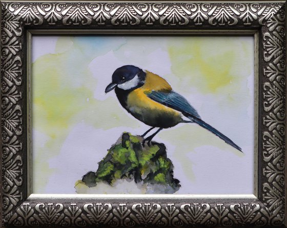 The Great Tit Bird