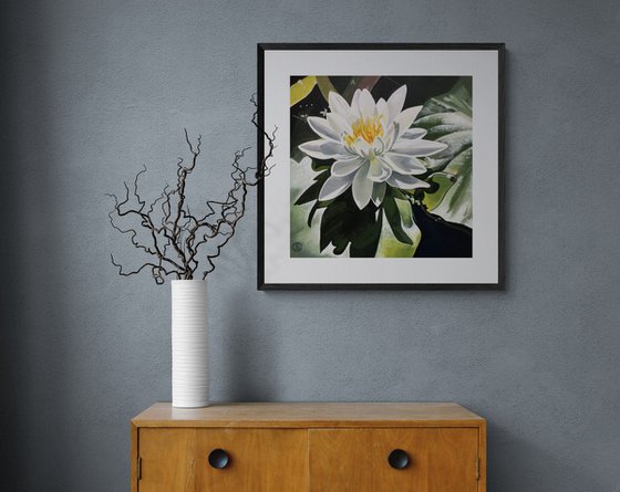 White Water Lilly